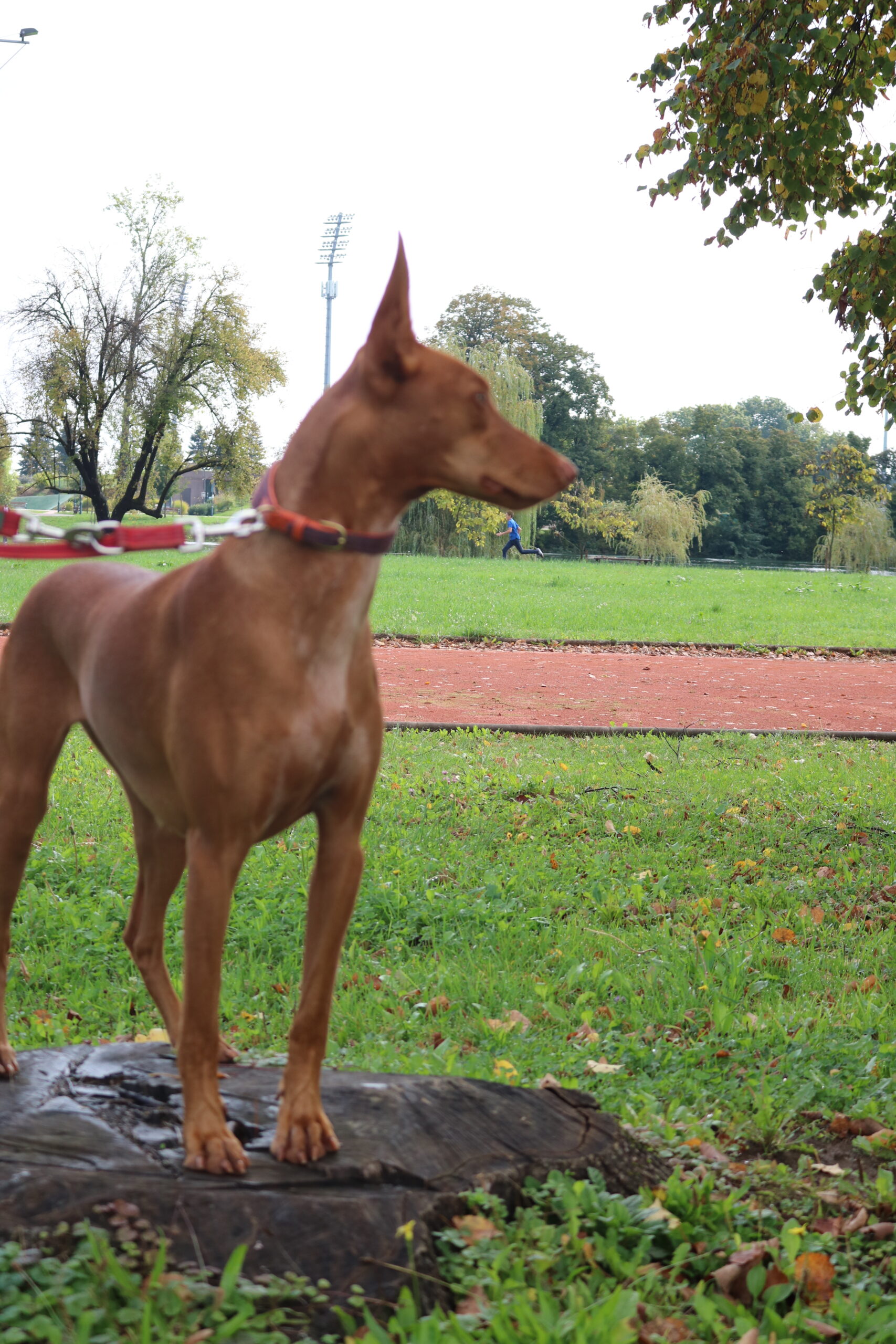 Pharaoh Dog