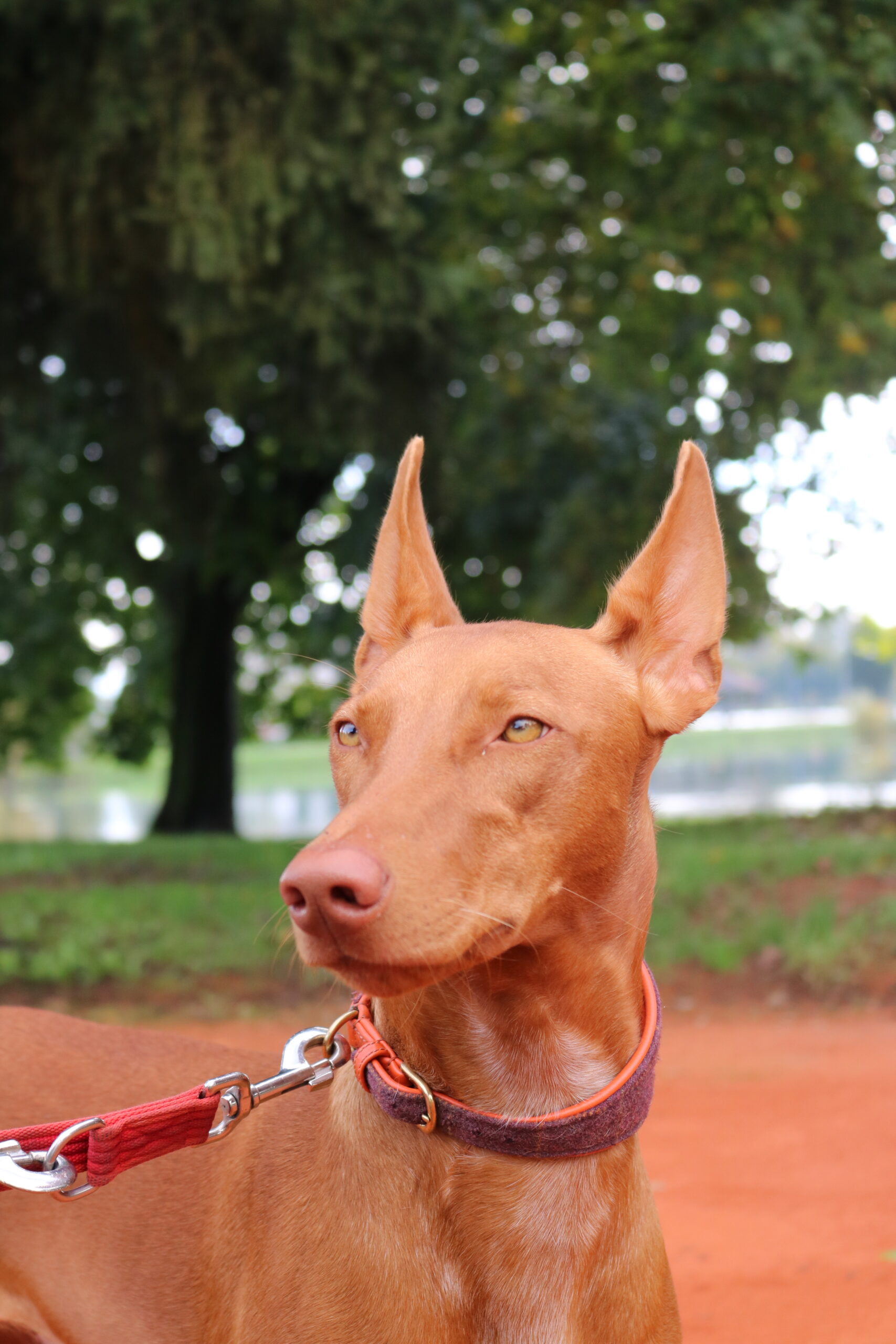 Pharaoh hound