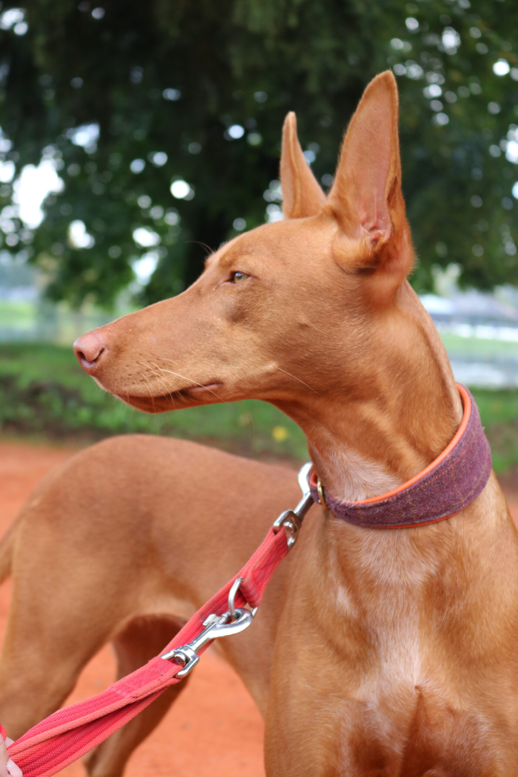 Pharaoh hound