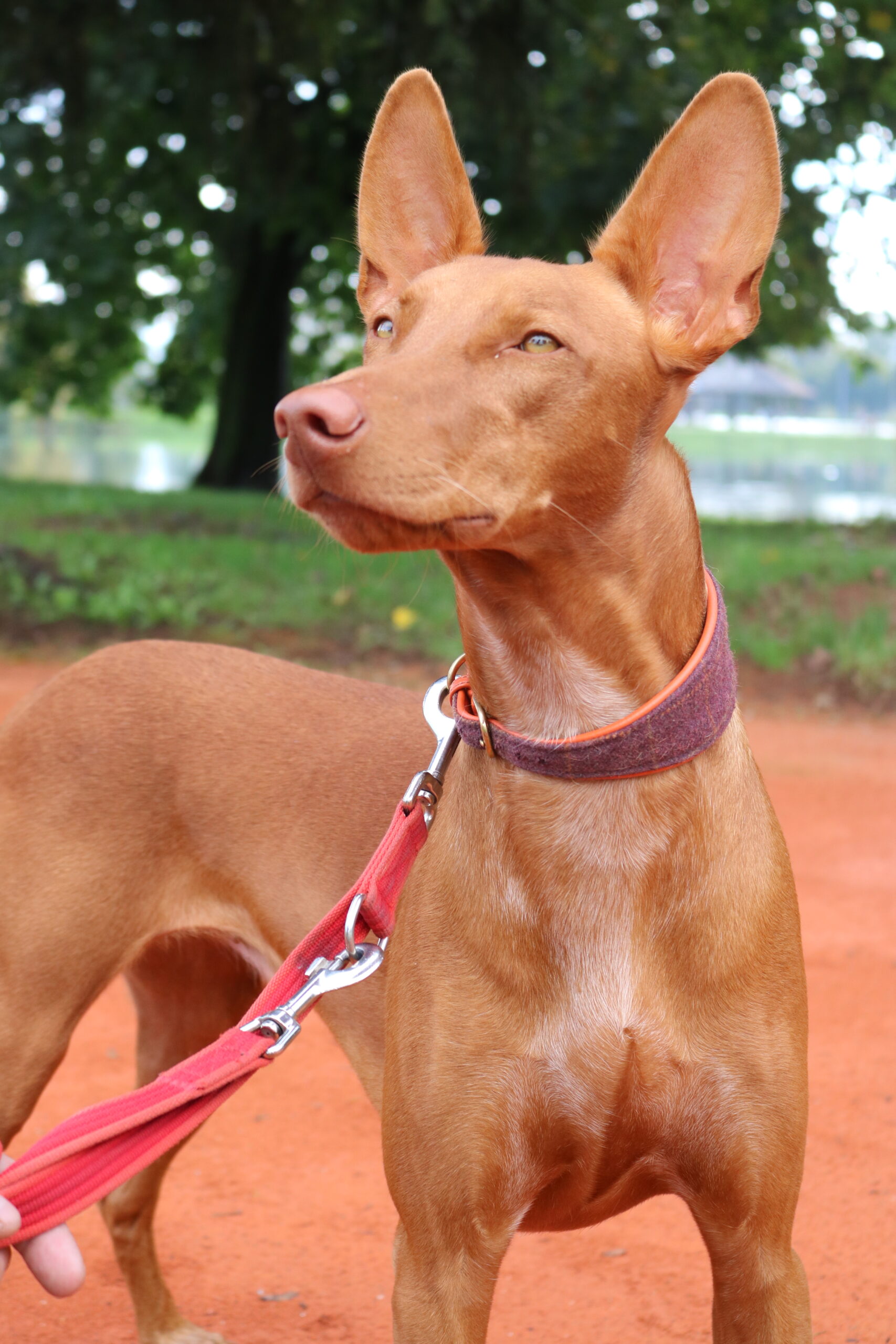 Pharaoh hound