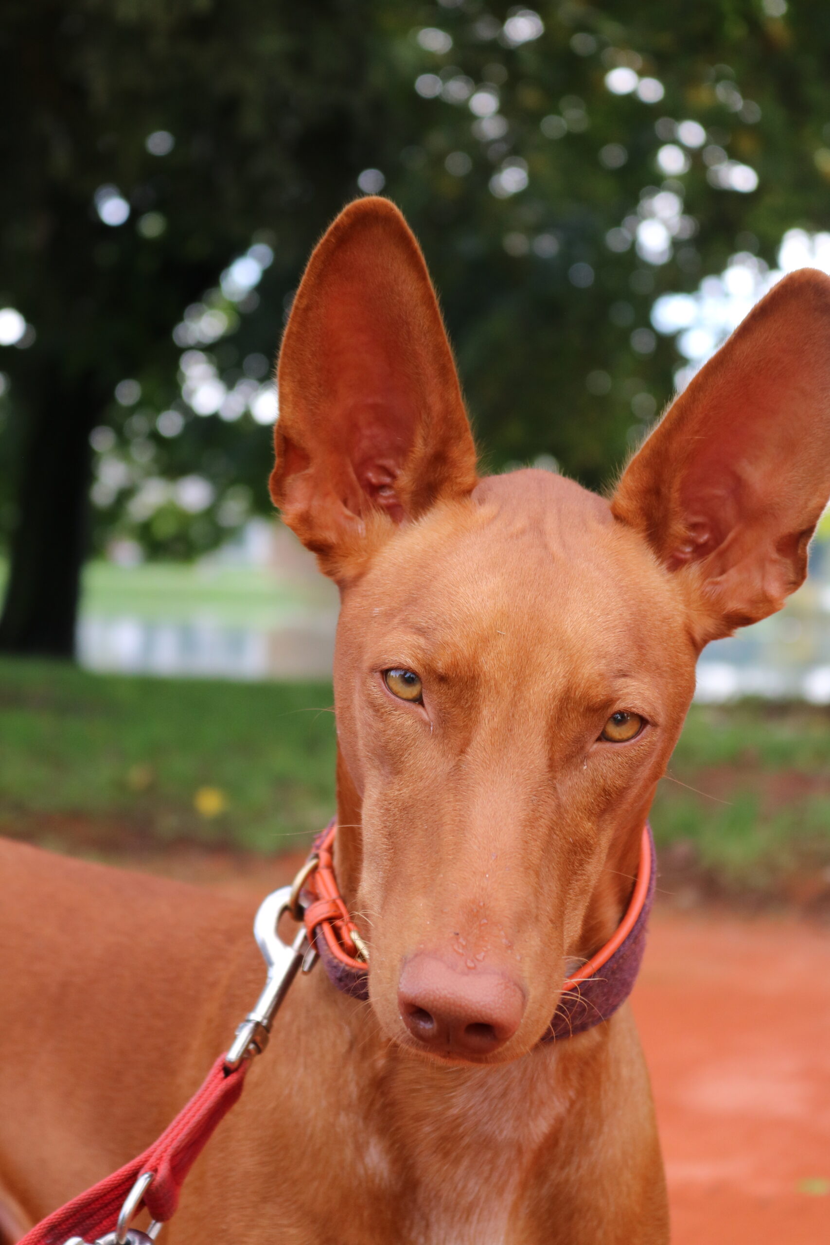 Pharaoh hound