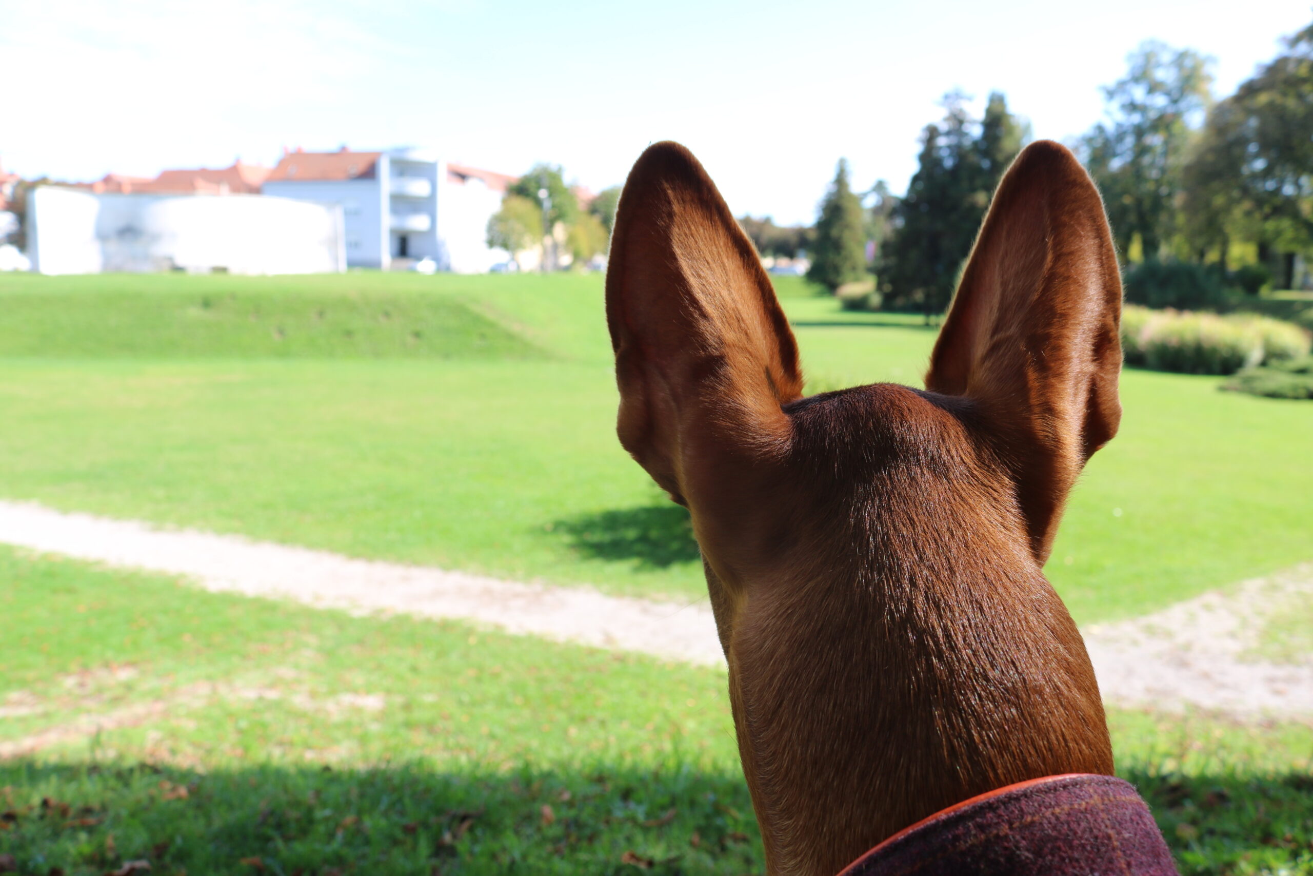 Pharaoh hound dog