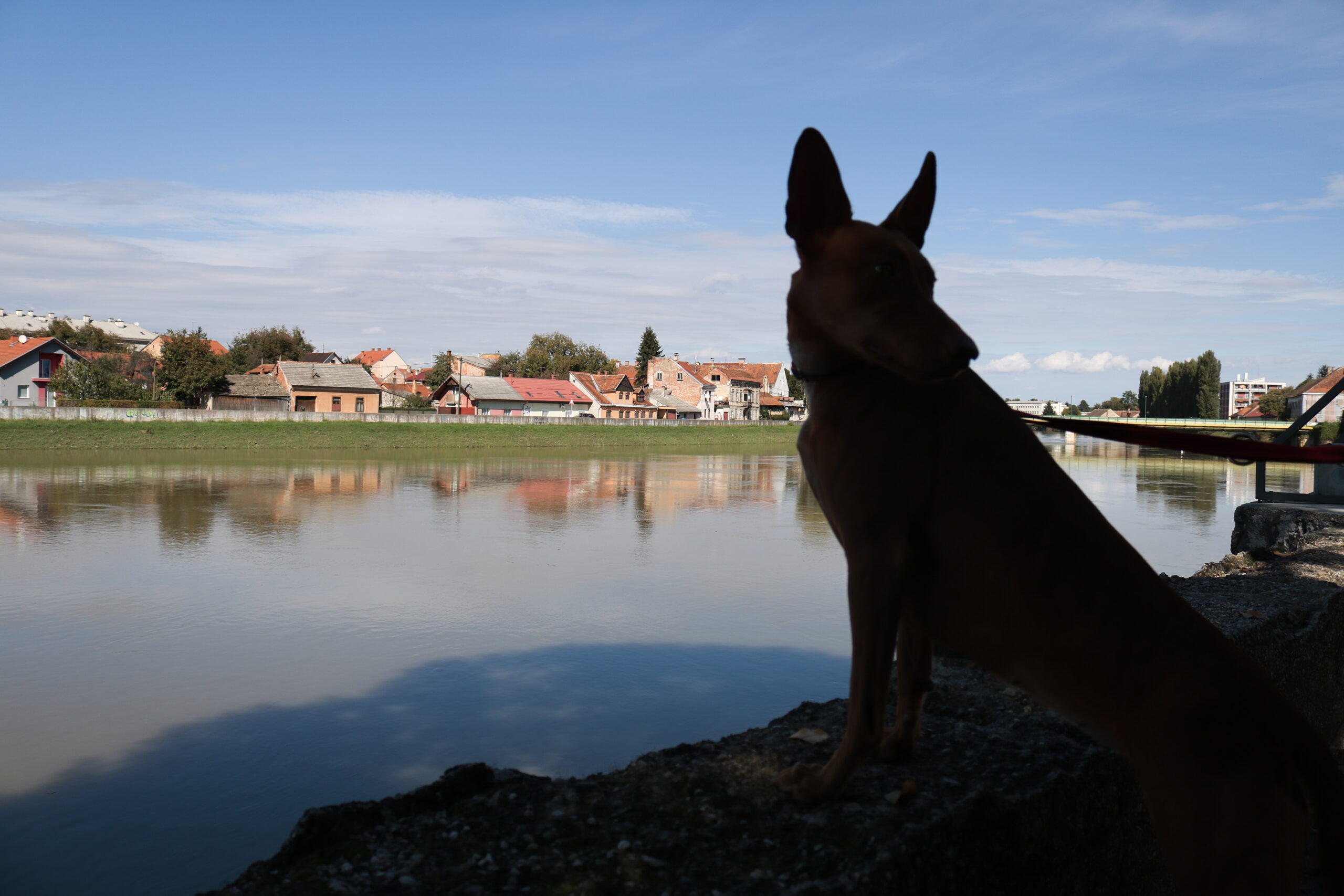 Pharaoh hound breed