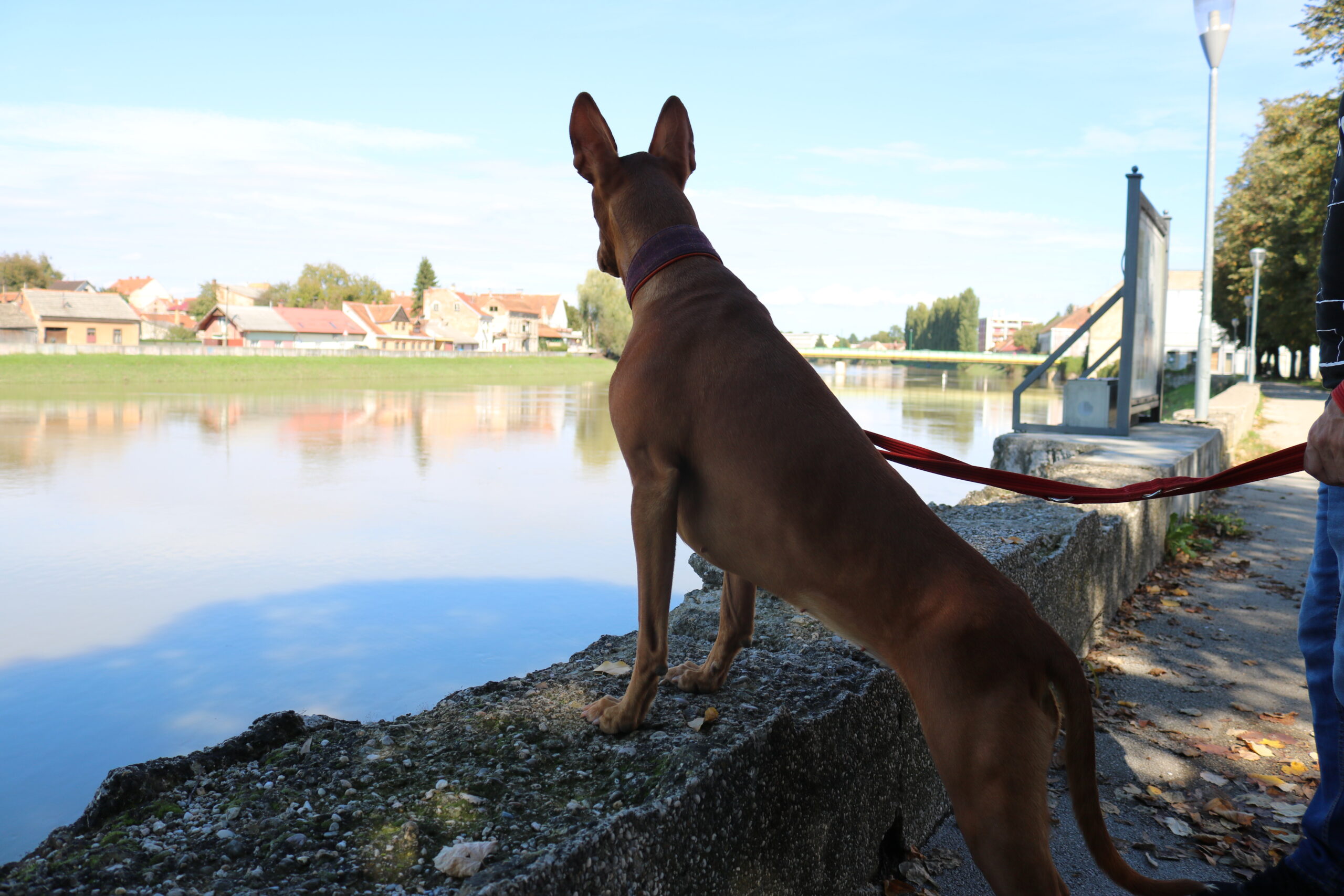 kennel Europe
