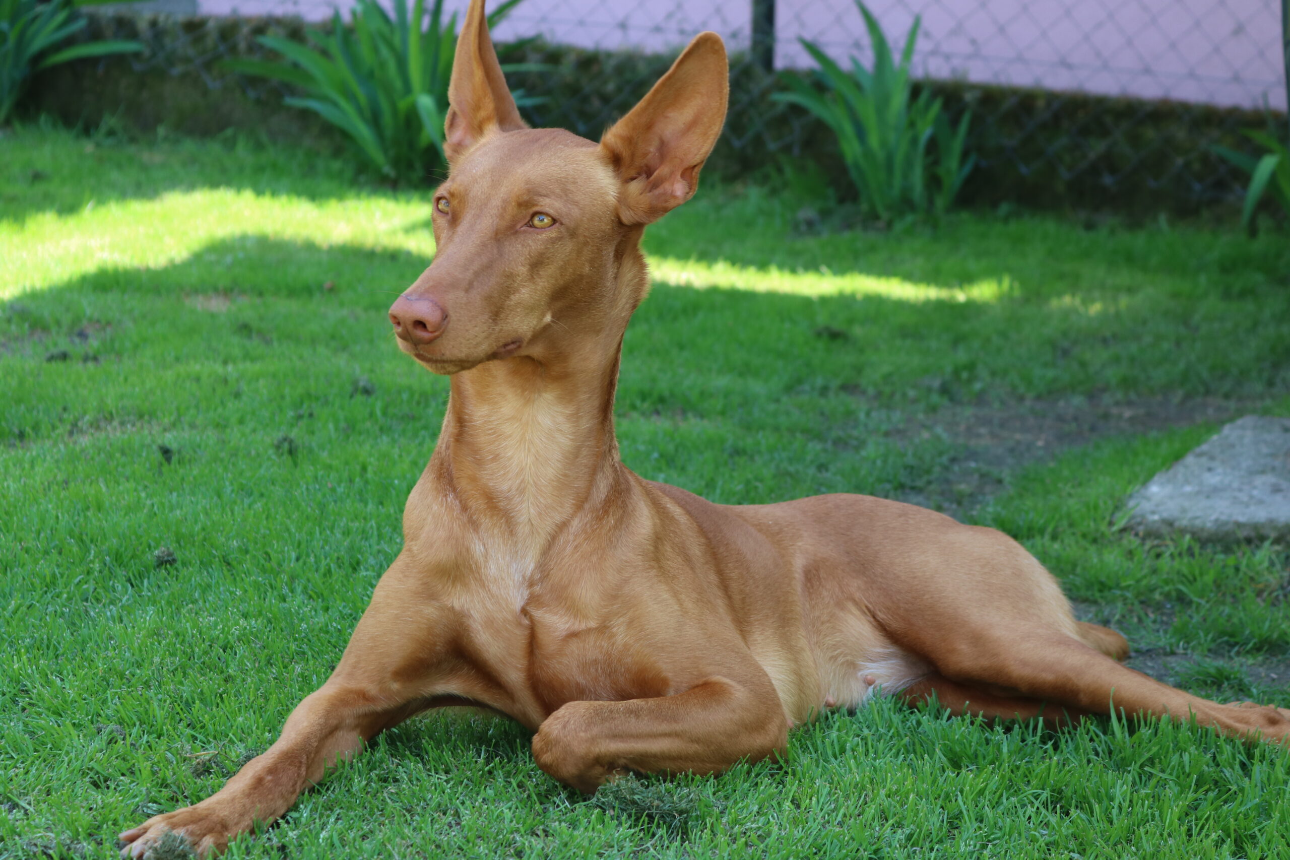 Pharaoh Hounds