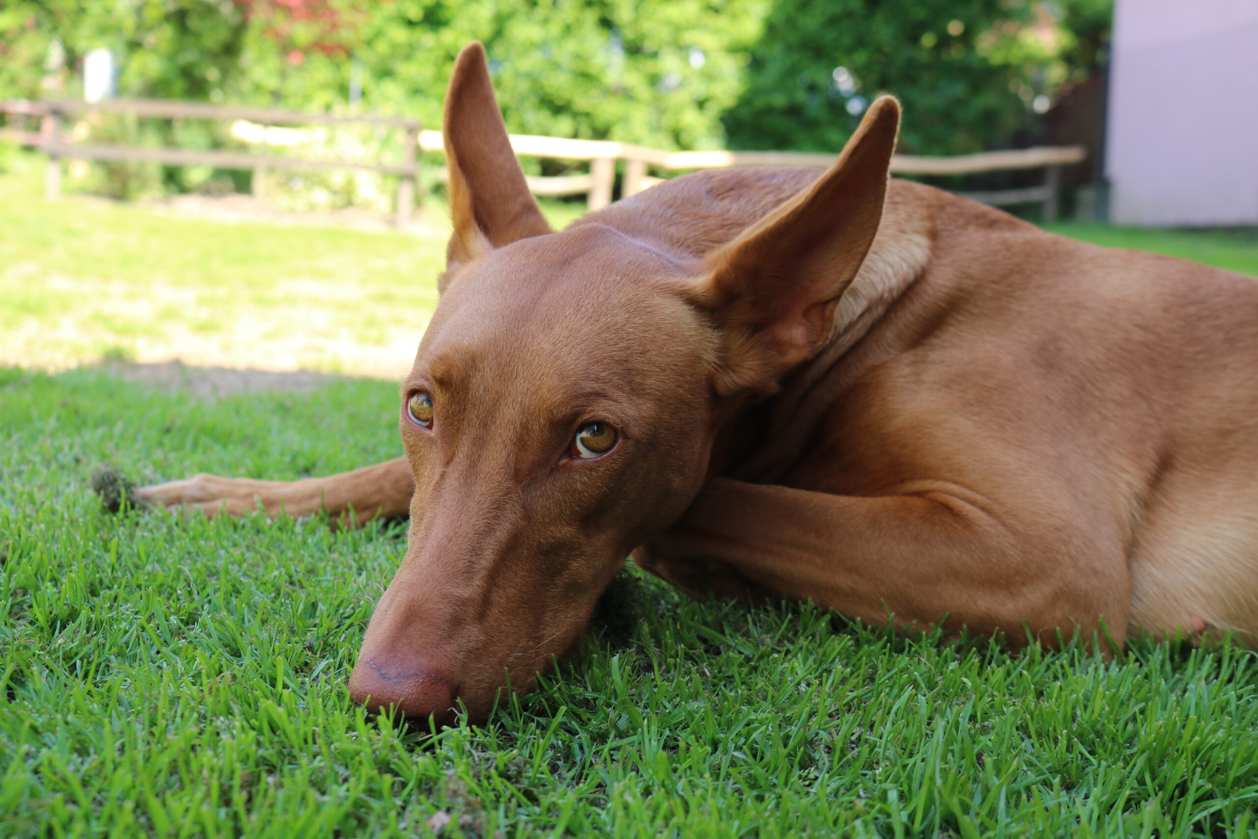 Kennel Croatia