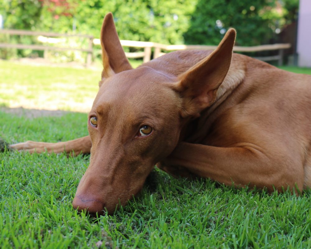 Kennel Croatia